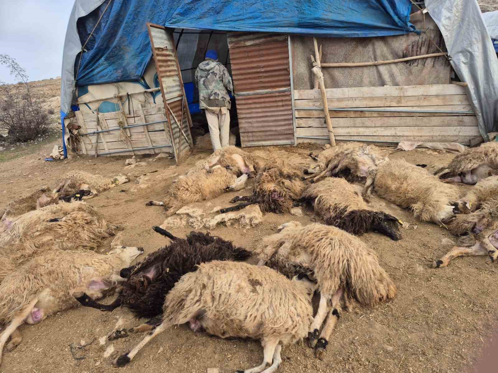 Tunceli’de kurt paniği: 64 koyun telef oldu, 11 koyun yaralı
