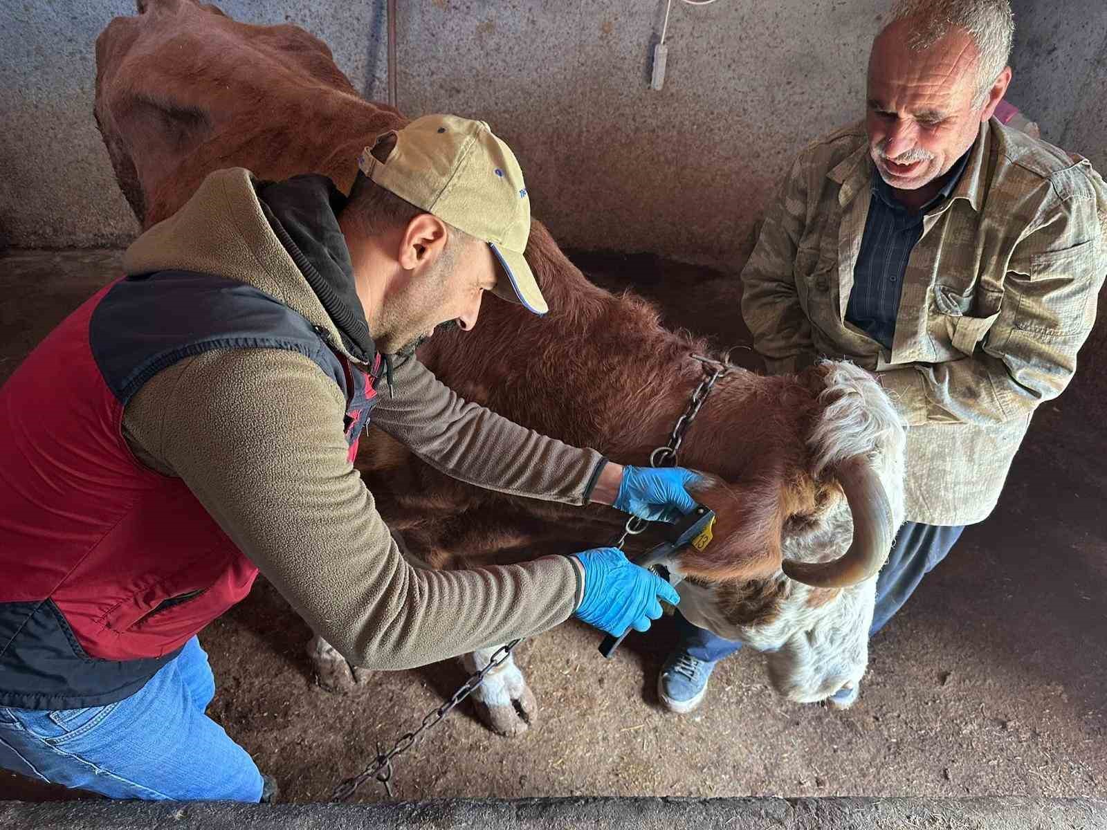 Tunceli’de şap aşılama kampanyası sürüyor

