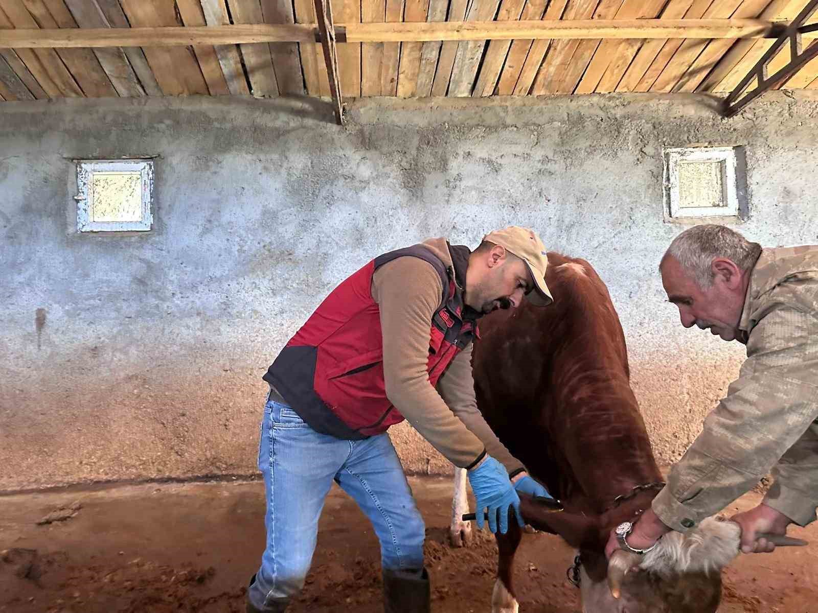 Tunceli’de şap aşılama kampanyası sürüyor

