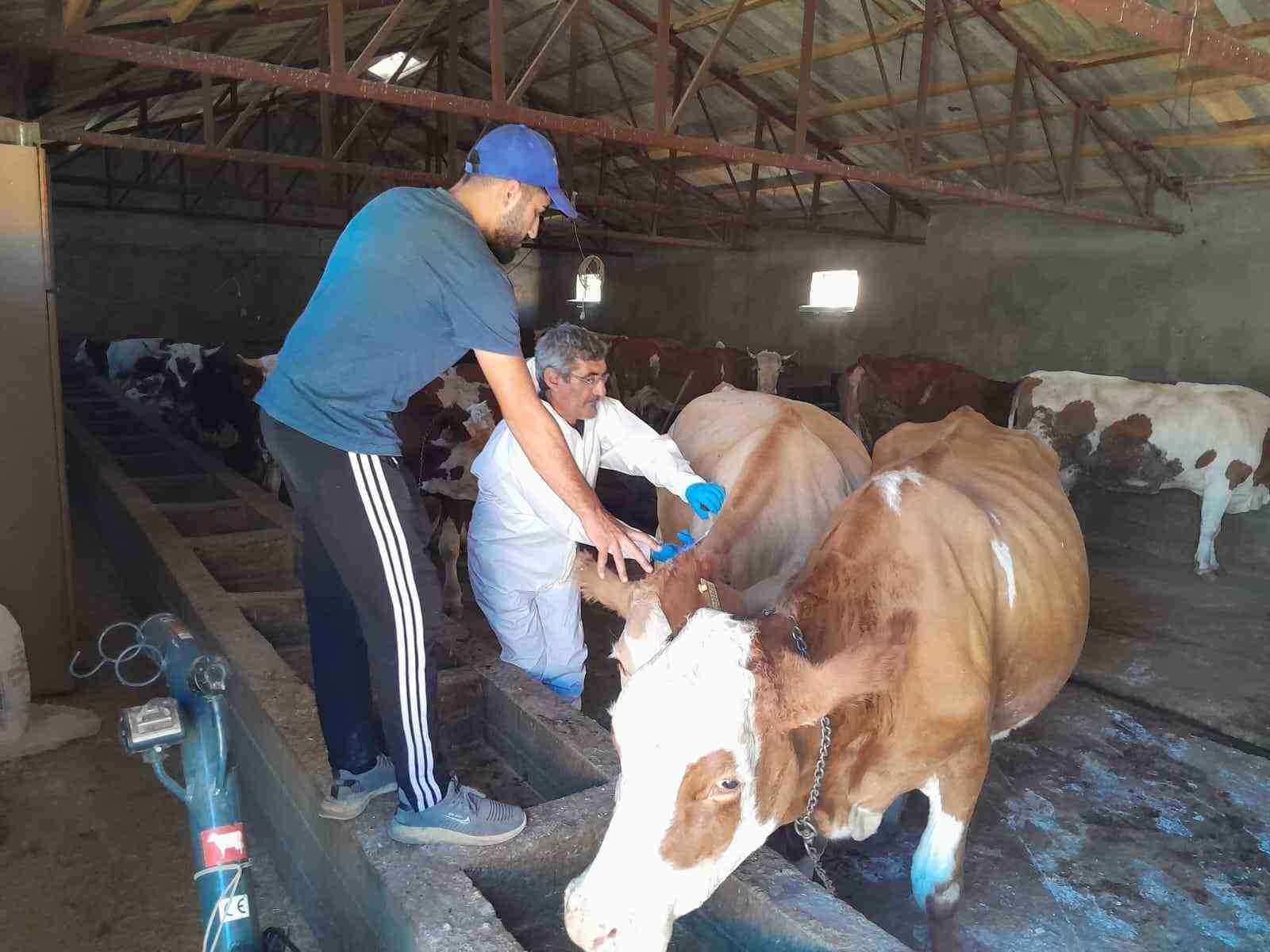 Tunceli’de şap aşılama kampanyası sürüyor
