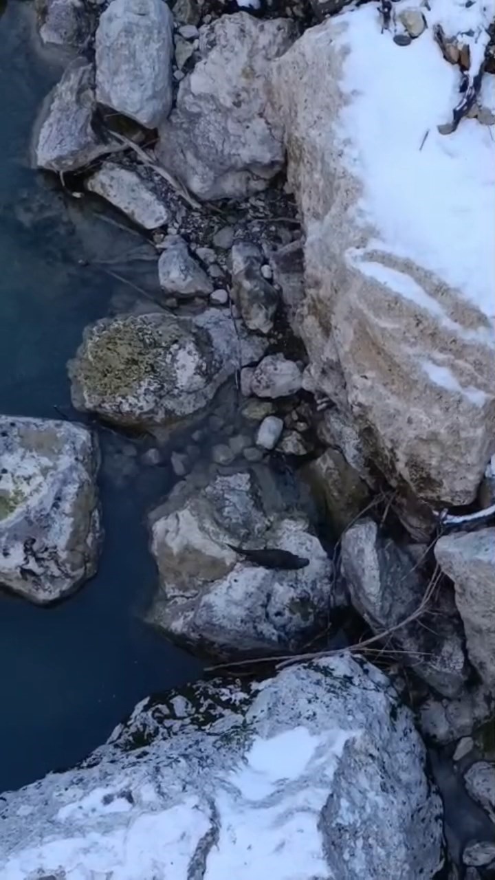 Tunceli’de sıra dışı anlar: Aynı vadide su samurları ve buz gibi suda yüzen gençler dikkat çekti
