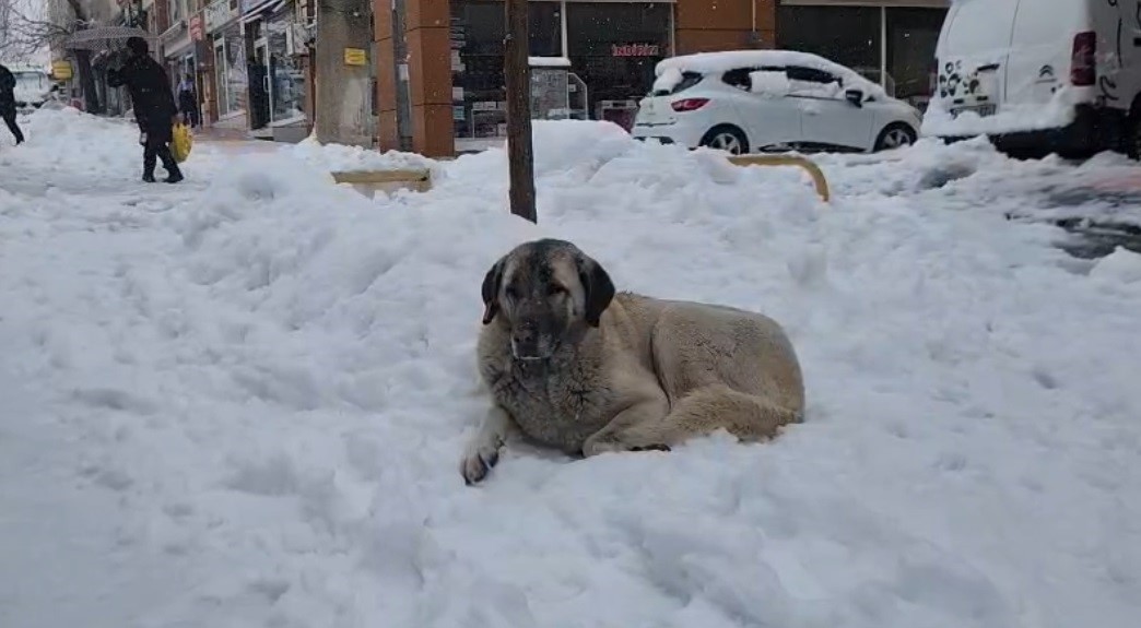 Tunceli’de yoğun kar yağışı etkili oldu
