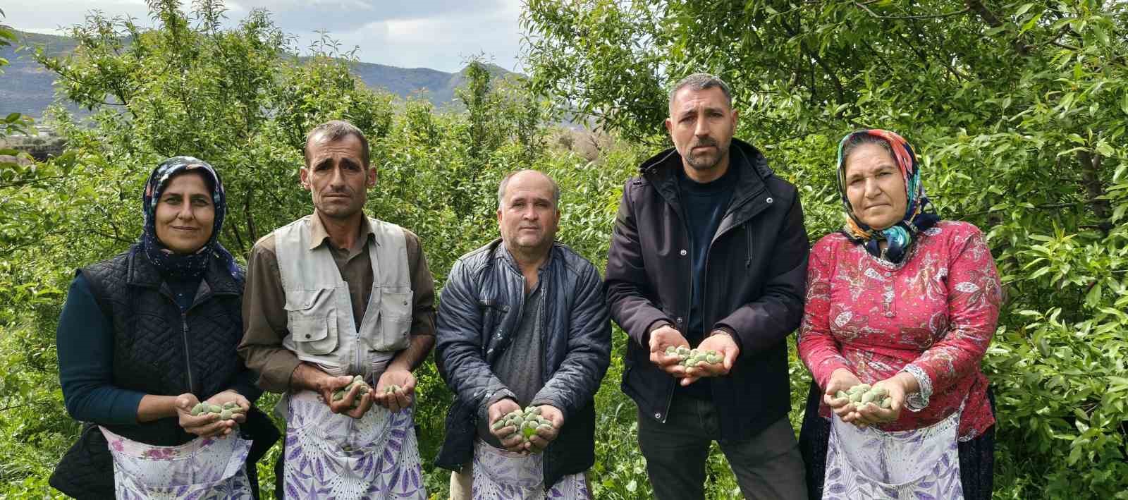 Turfanda çağla hasadı erken başladı
