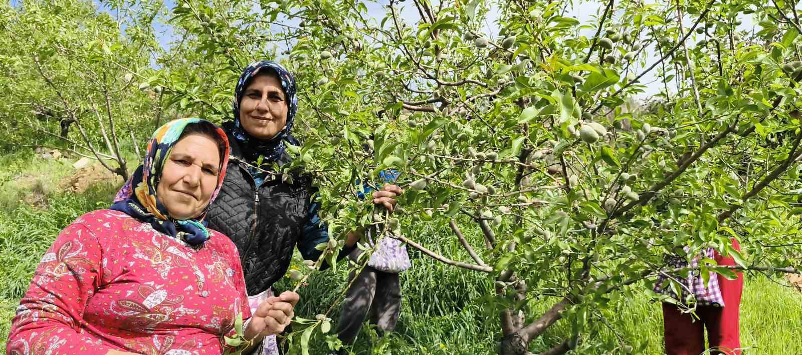 Turfanda çağla hasadı erken başladı
