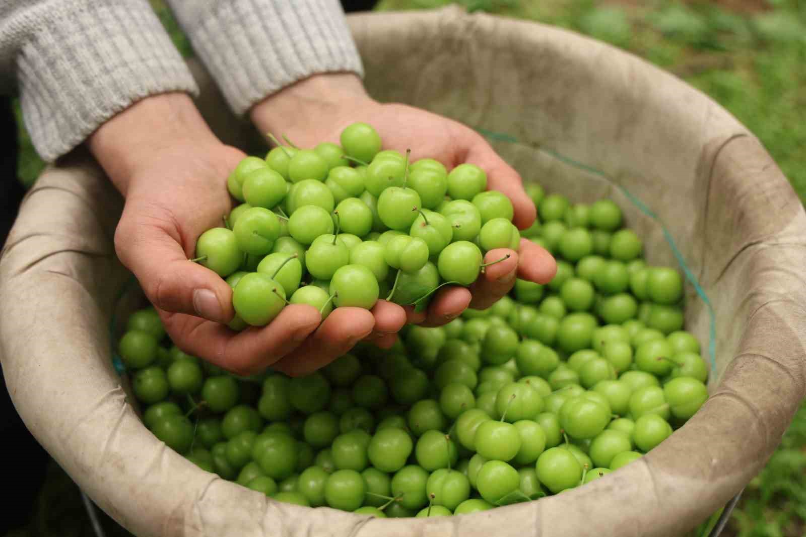 Turfanda can eriği Avrupa ülkelerine ihraç ediliyor
Turfanda can eriği Avrupa ülkelerine ihraç ediliyor
