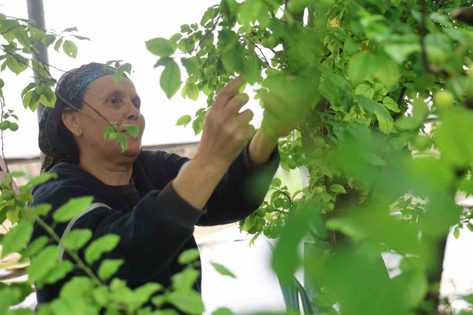 Turfanda can eriği Avrupa ülkelerine ihraç ediliyor
Turfanda can eriği Avrupa ülkelerine ihraç ediliyor