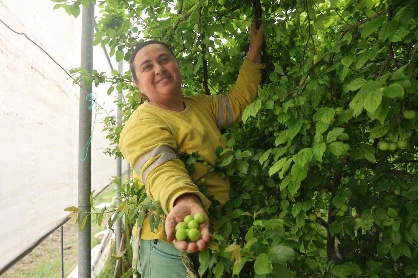 Turfanda can eriği Avrupa ülkelerine ihraç ediliyor
Turfanda can eriği Avrupa ülkelerine ihraç ediliyor