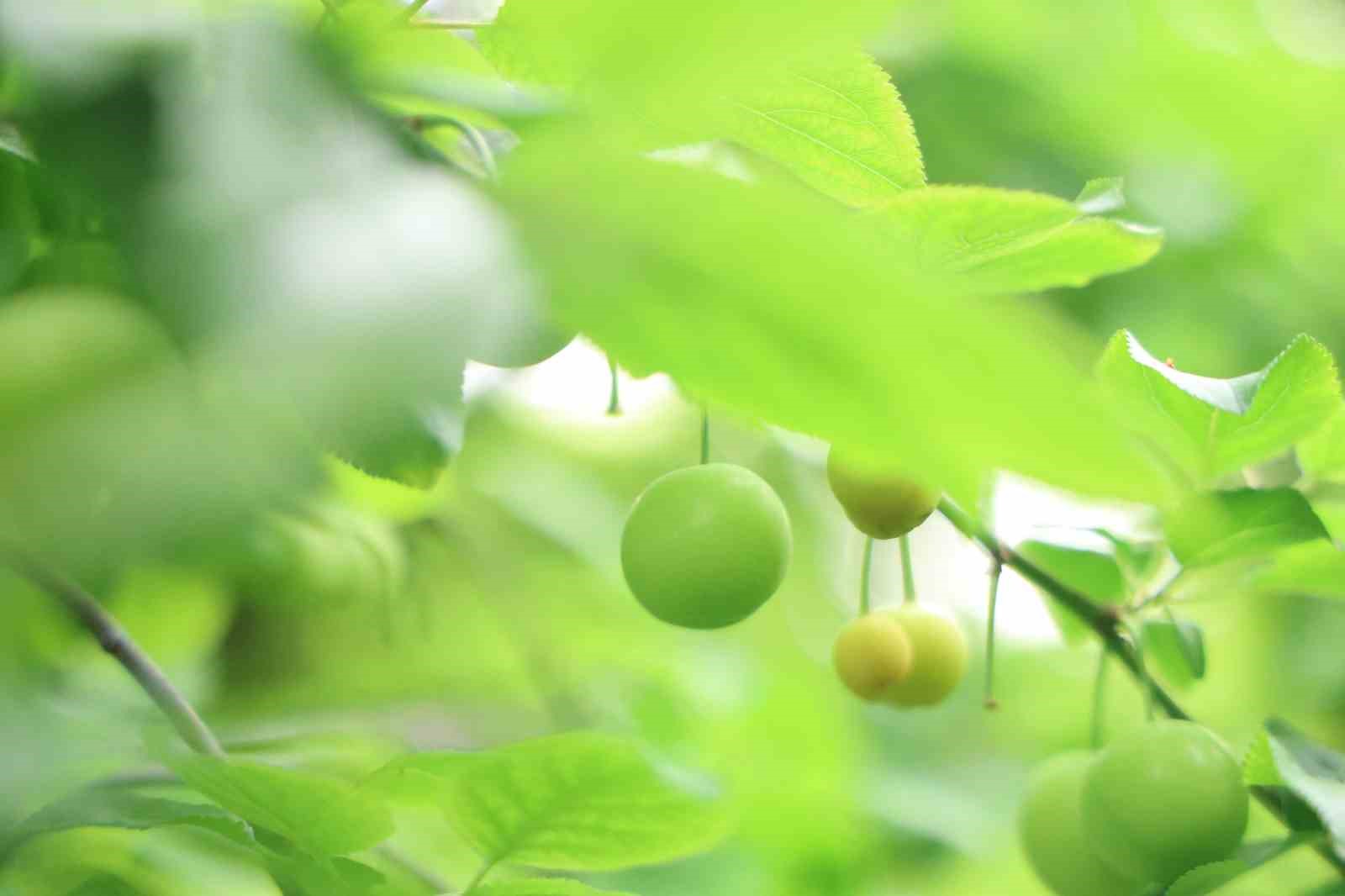 Turfanda can eriği Avrupa ülkelerine ihraç ediliyor
Turfanda can eriği Avrupa ülkelerine ihraç ediliyor