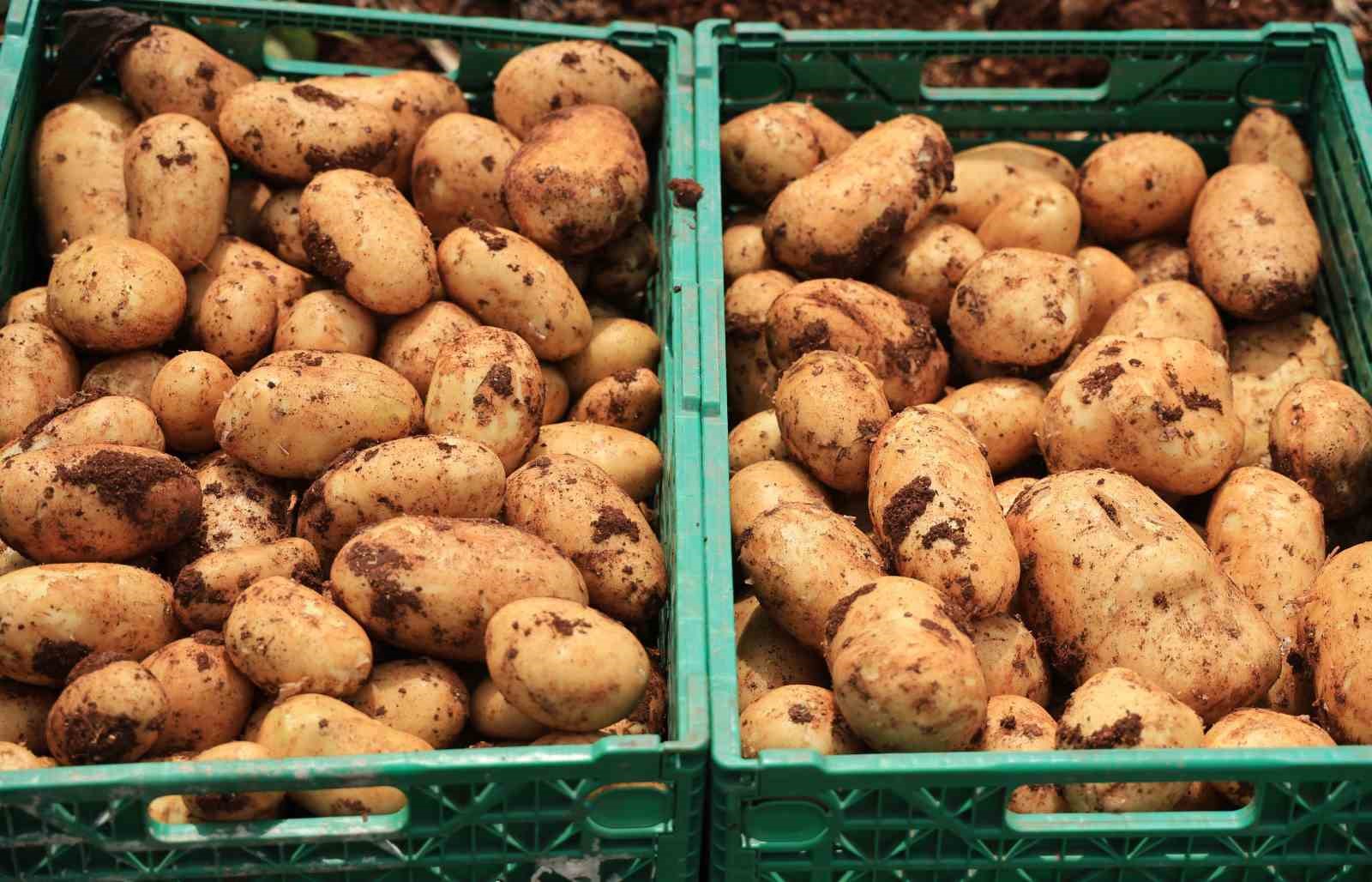 Turfanda patateste hasat başladı
