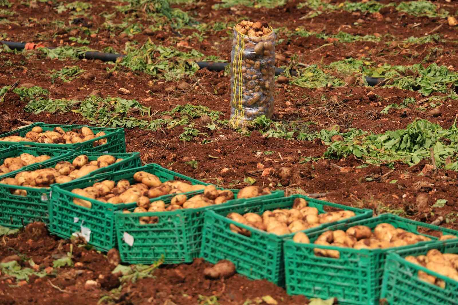 Turfanda patateste hasat başladı
