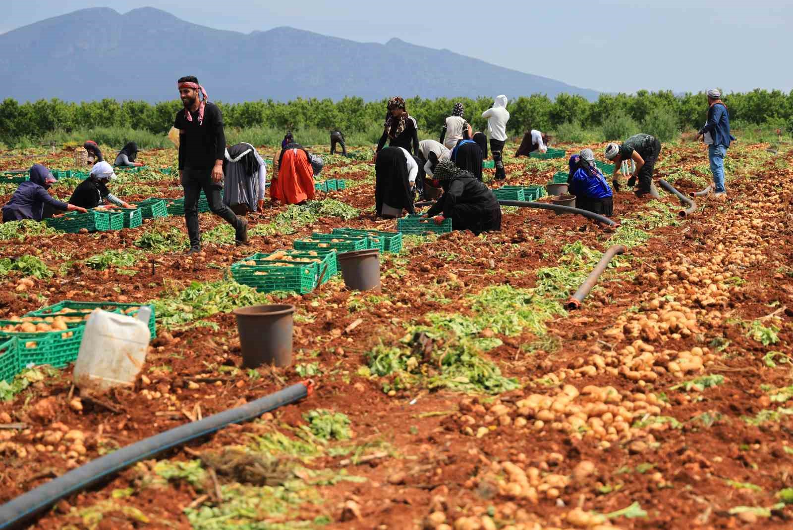 Turfanda patateste hasat başladı
