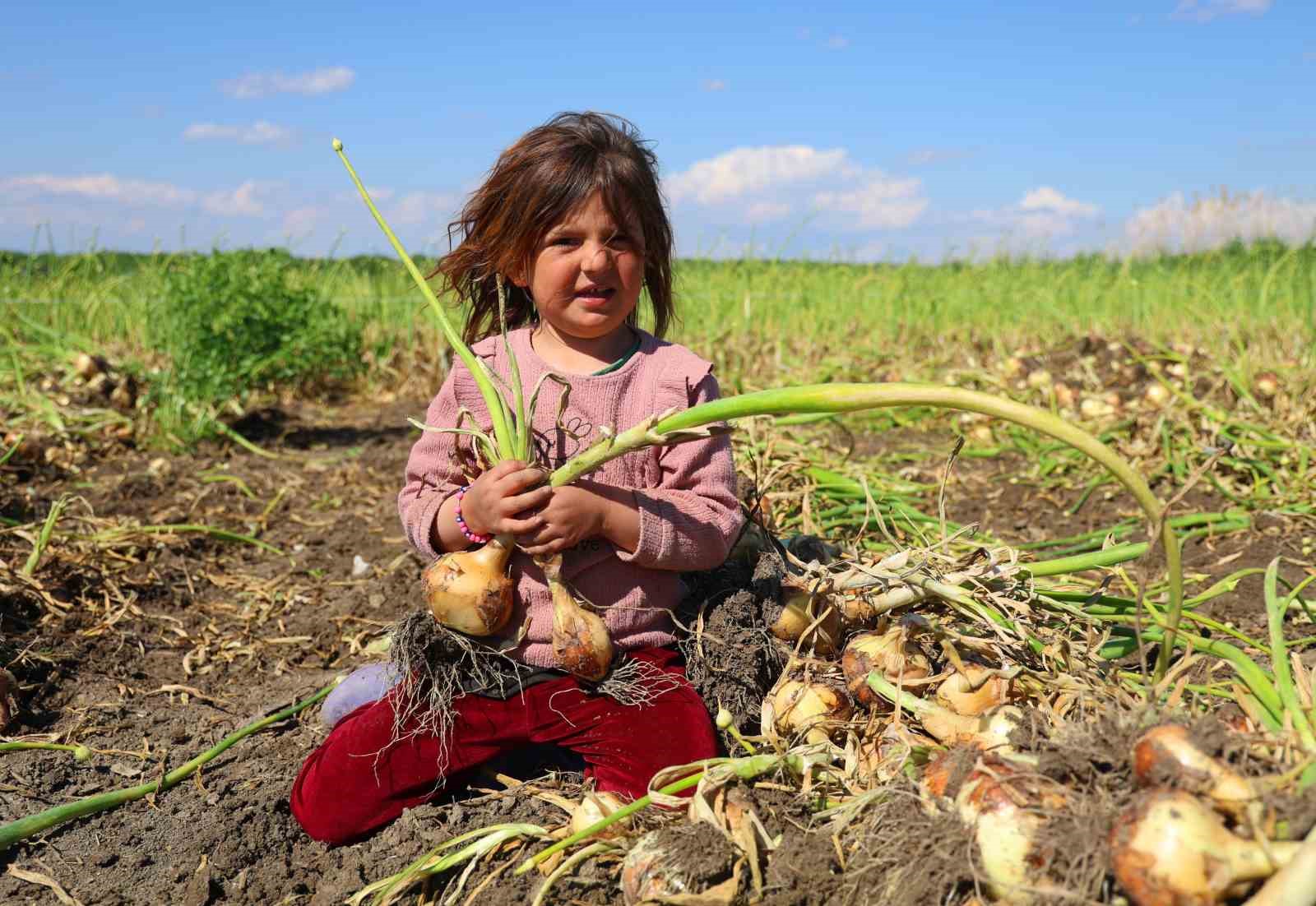Turfanda soğanda hasat başladı, fiyatı arz-talep belirleyecek
