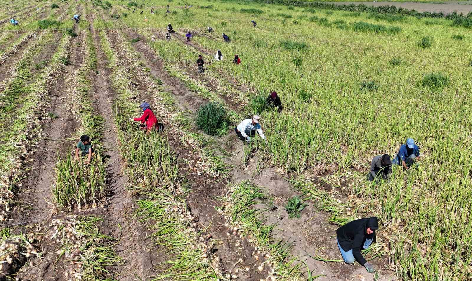 Turfanda soğanda hasat başladı, fiyatı arz-talep belirleyecek
