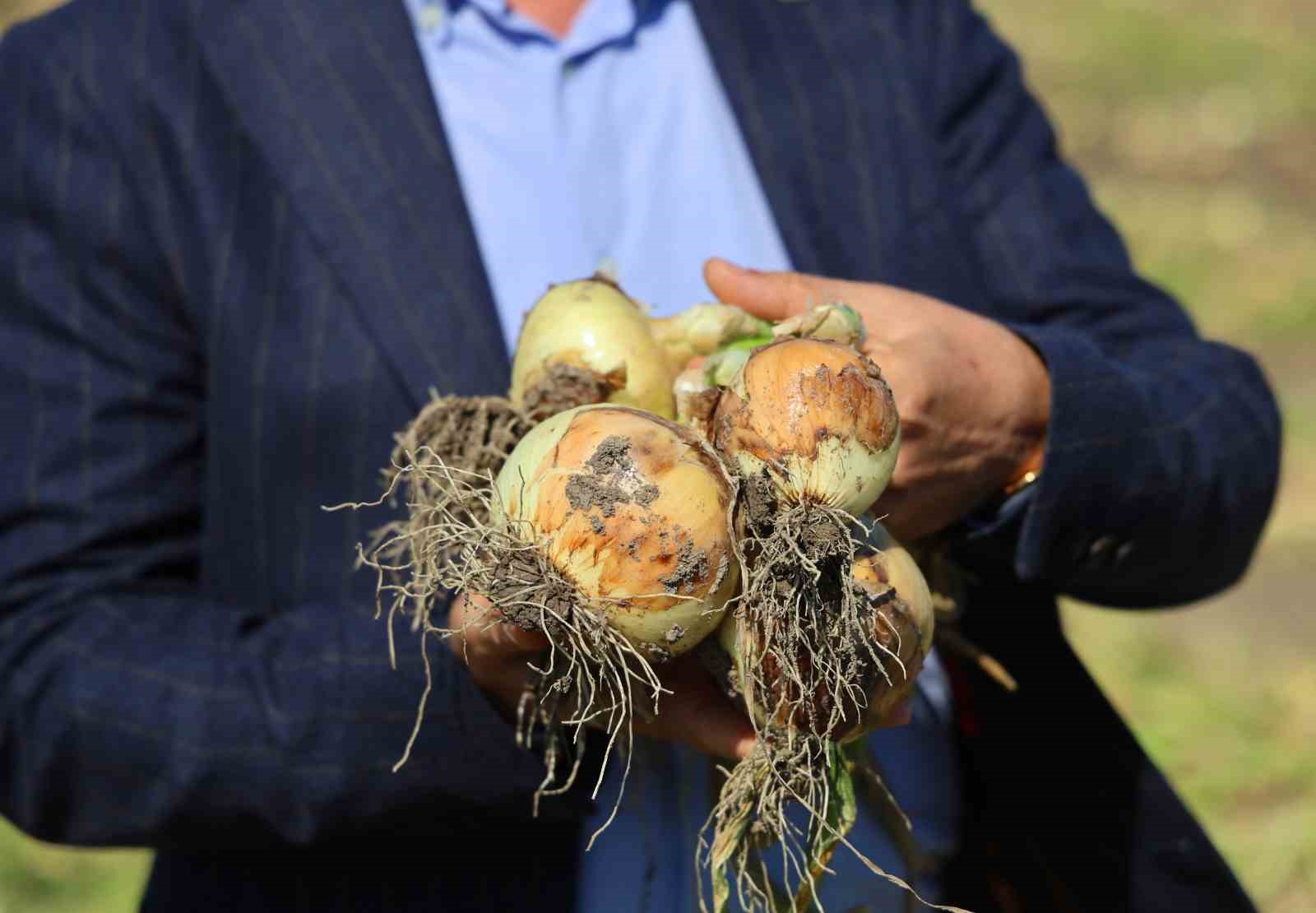 Turfanda soğanda hasat başladı, fiyatı arz-talep belirleyecek
