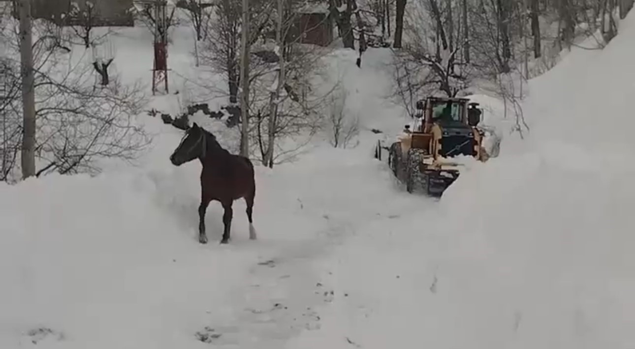 Türkiye-İran sınırında terk edilen 2 at kurtarıldı
