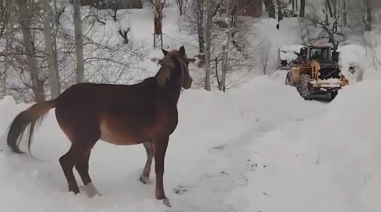 Türkiye-İran sınırında terk edilen 2 at kurtarıldı
