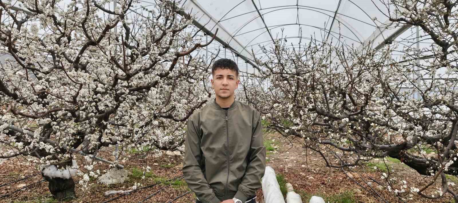 Türkiye karla kaplıyken Silifke’de erik ağaçları çiçek açtı
