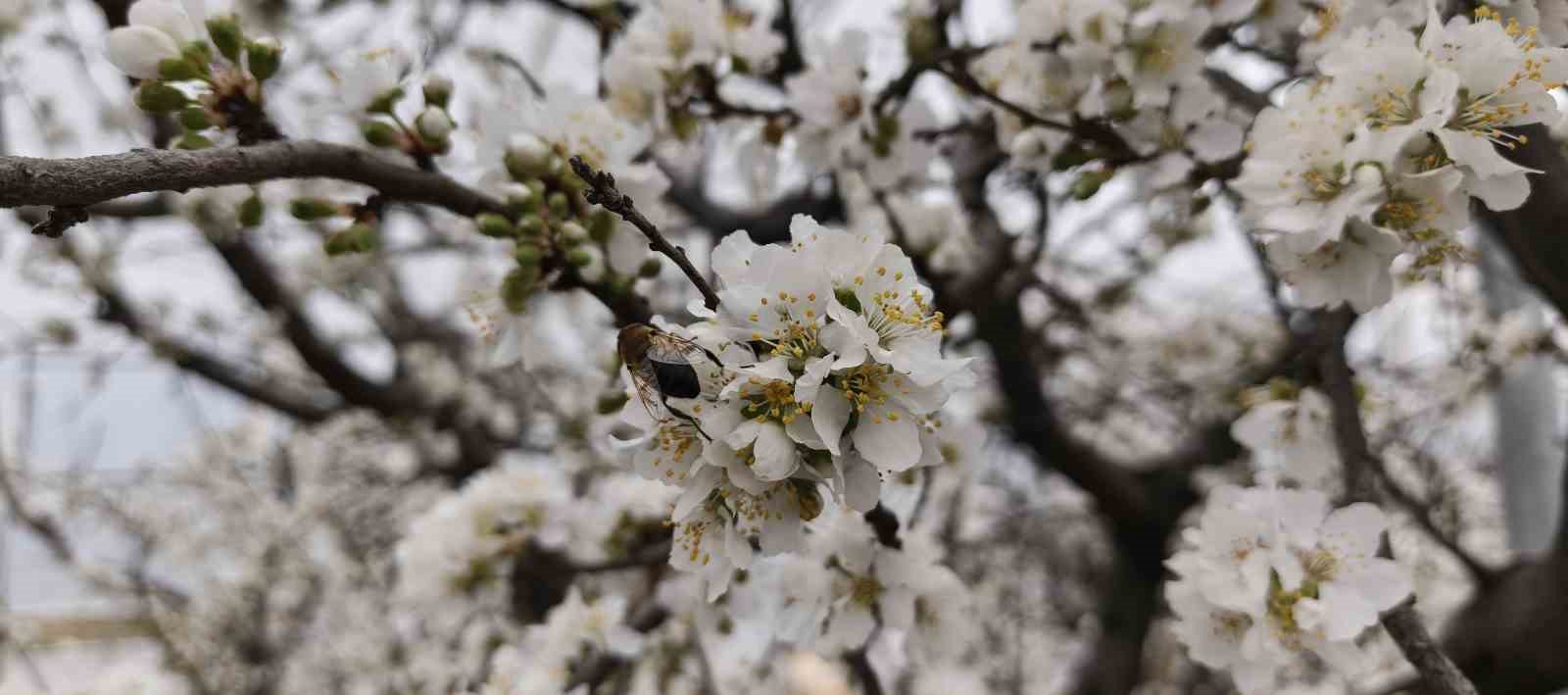 Türkiye karla kaplıyken Silifke’de erik ağaçları çiçek açtı
