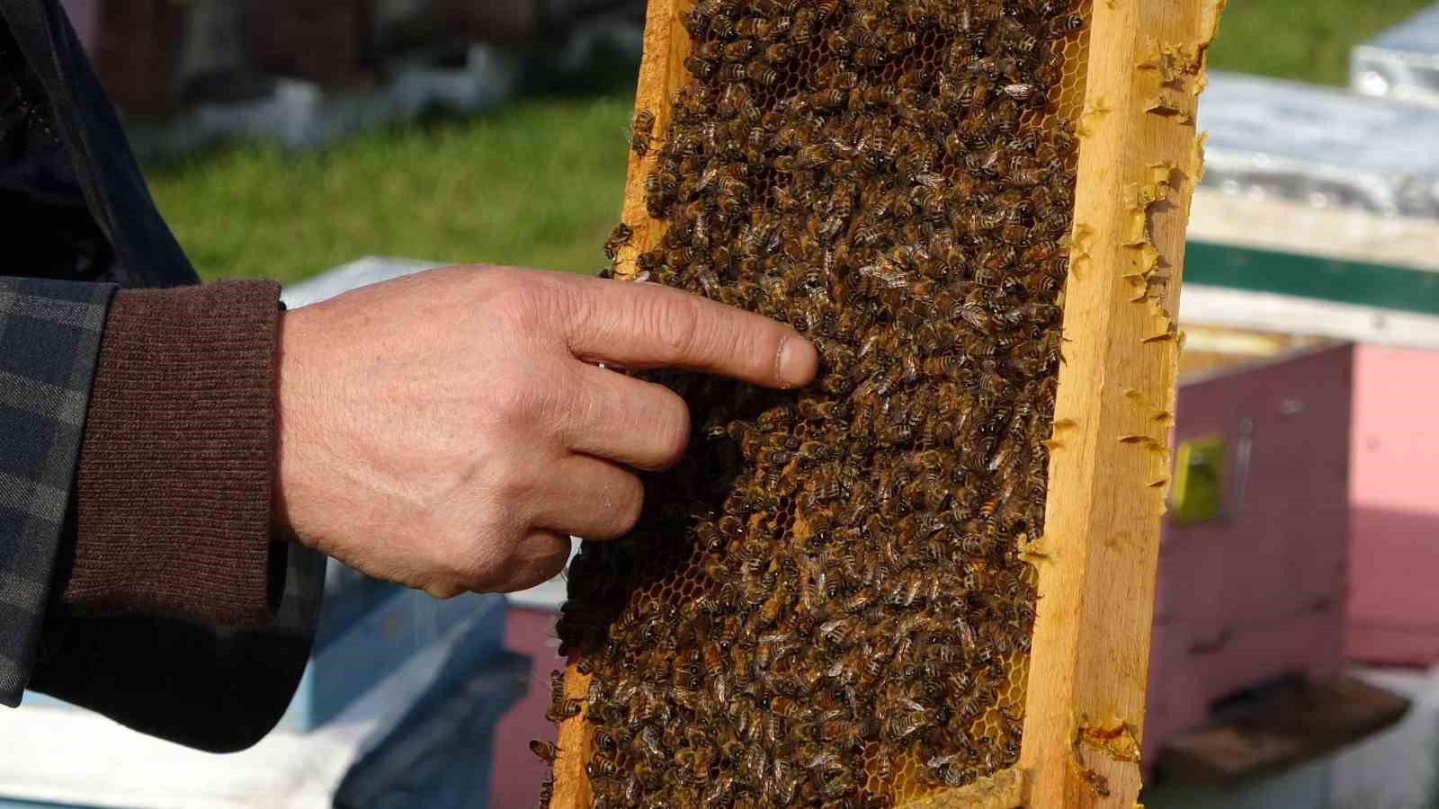 Türkiye’de en fazla bal üretiminin yapıldığı Ordu’da arıcılar sezona hazırlanıyor
