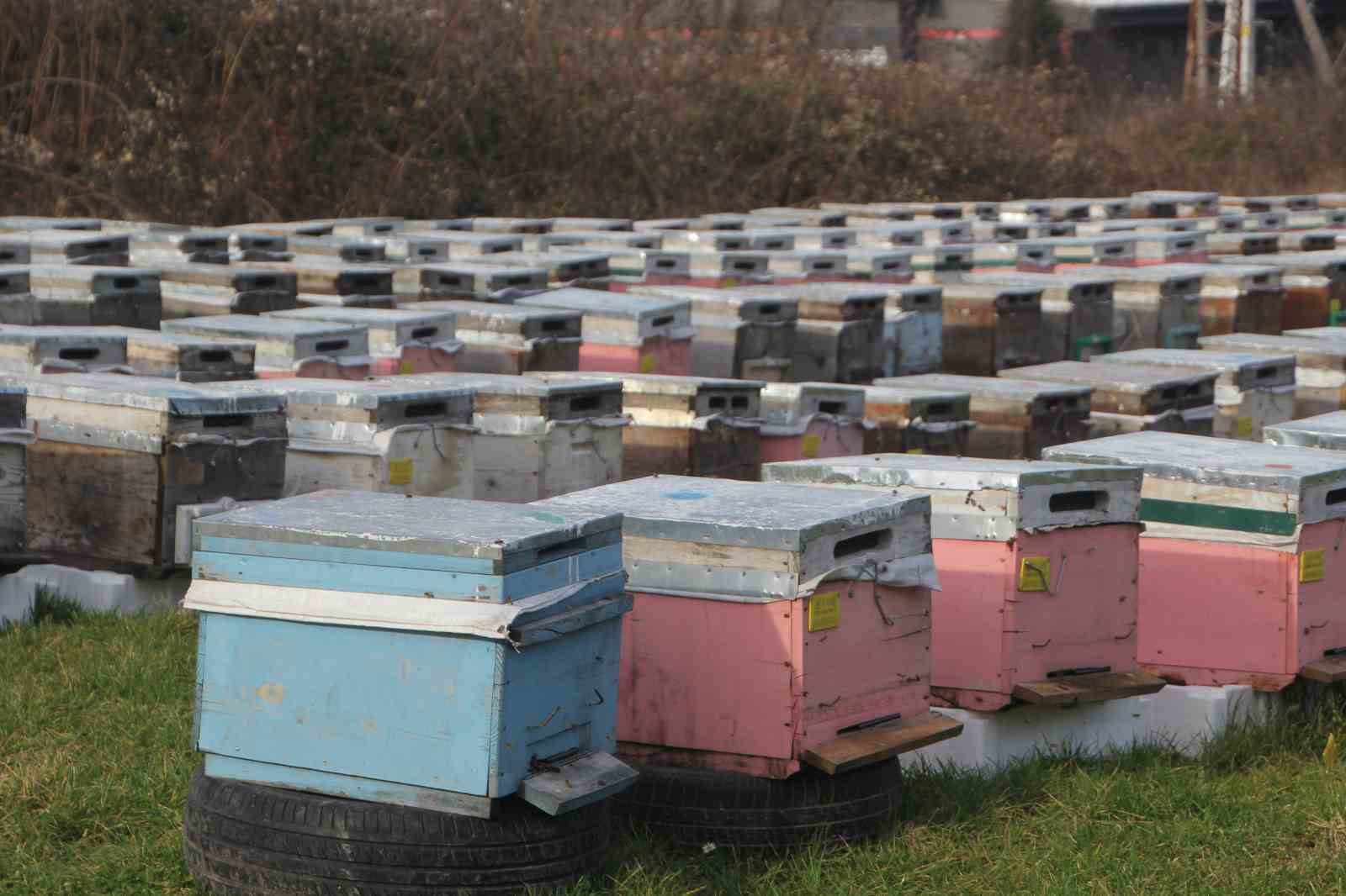 Türkiye’de en fazla bal üretiminin yapıldığı Ordu’da arıcılar sezona hazırlanıyor
