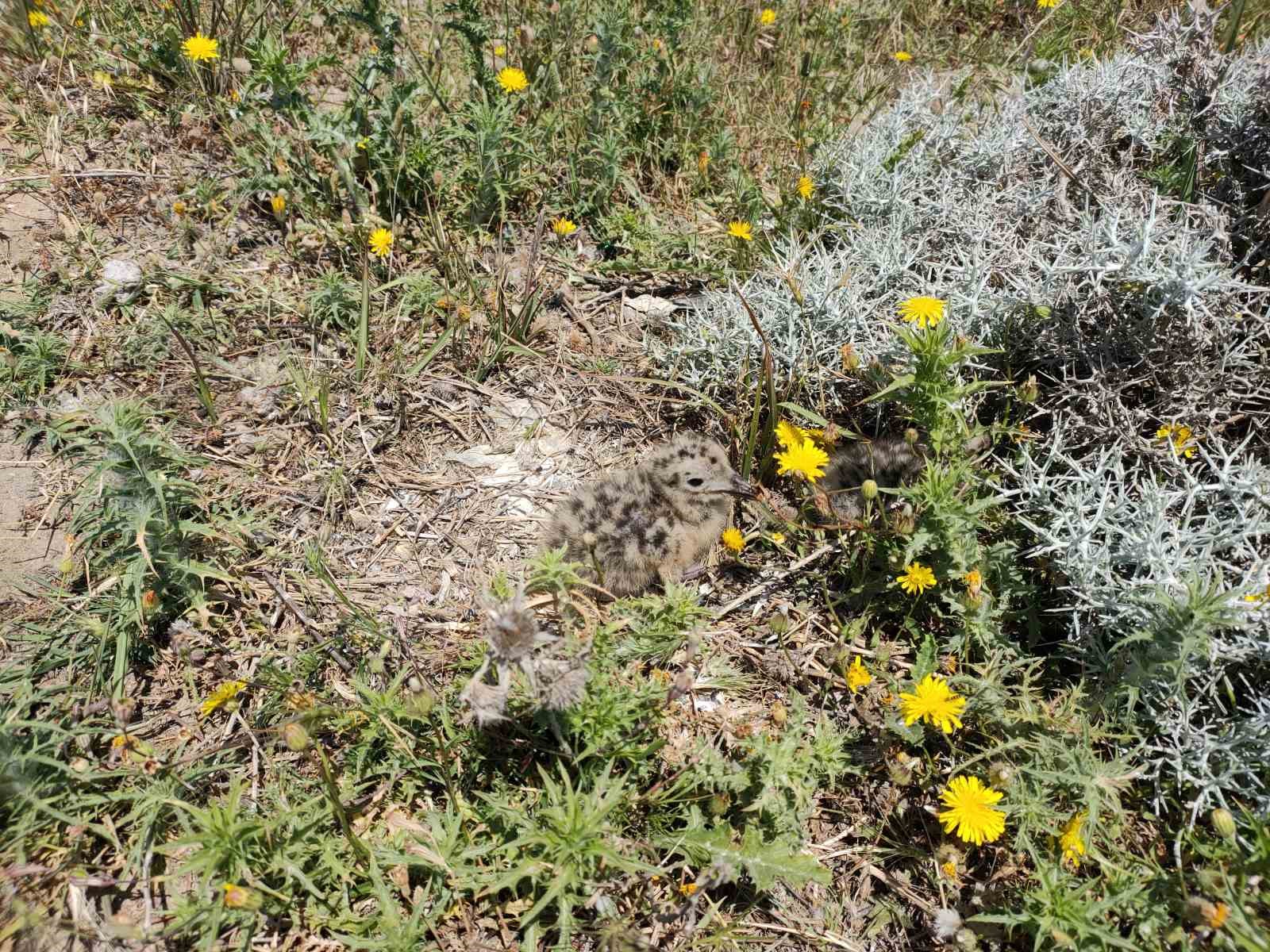 Türkiye’nin en büyük adası Gökçeada’da en büyük ada martısı kolonisi
