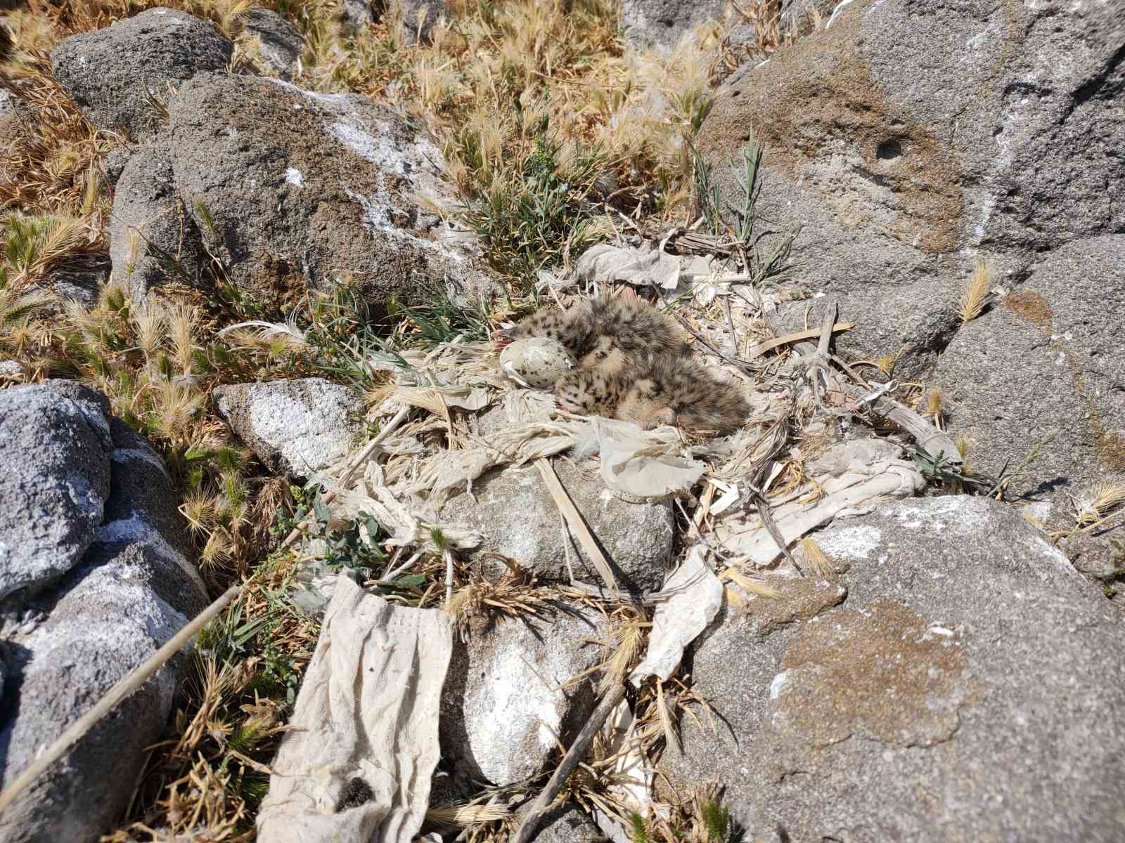 Türkiye’nin en büyük adası Gökçeada’da en büyük ada martısı kolonisi
