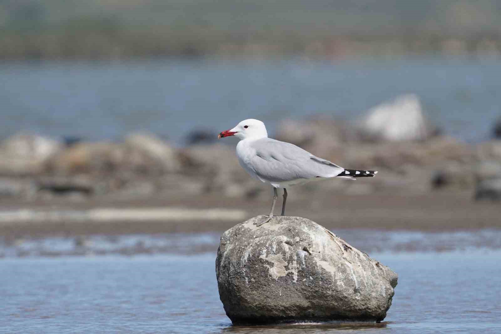 Türkiye’nin en büyük adası Gökçeada’da en büyük ada martısı kolonisi
