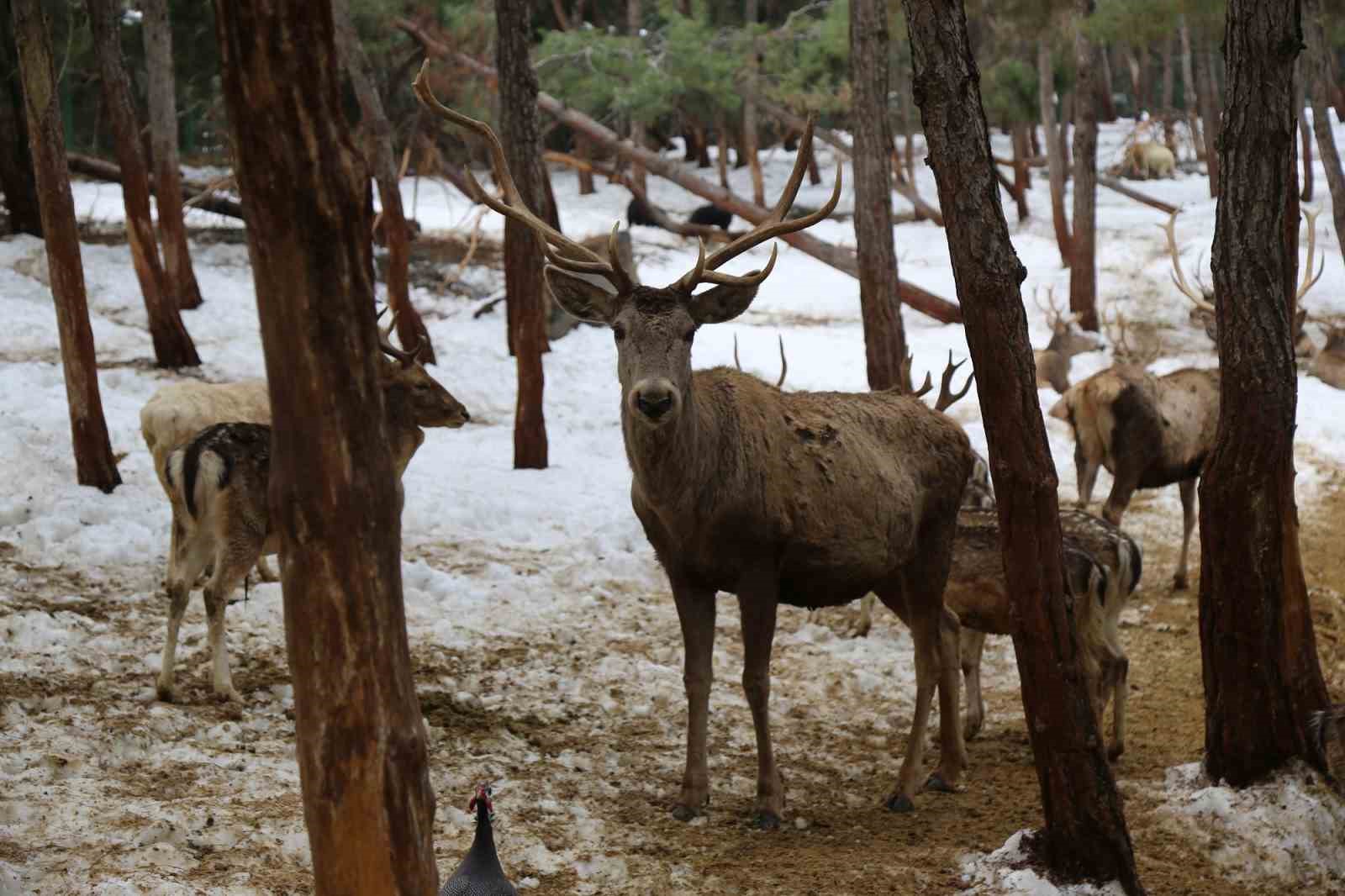 Türkiye’nin en büyük hayvanat bahçesi 2025’te ziyaretçi rekoru kırdı
