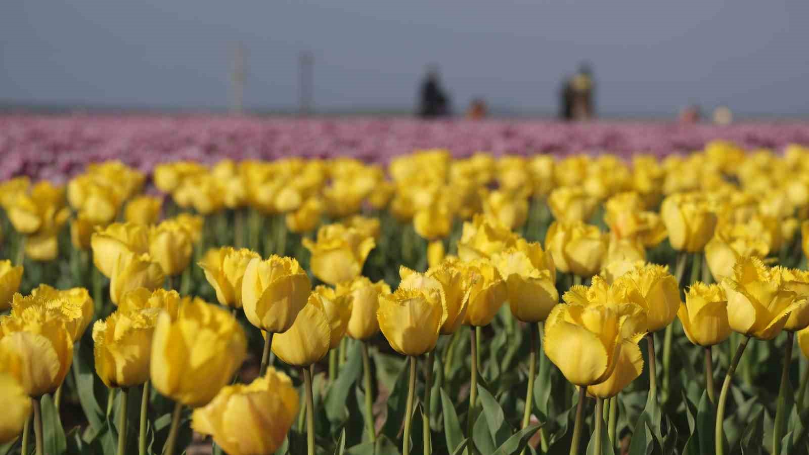 Türkiye’nin en büyük lale tarlasında ziyaretçi rekoru
