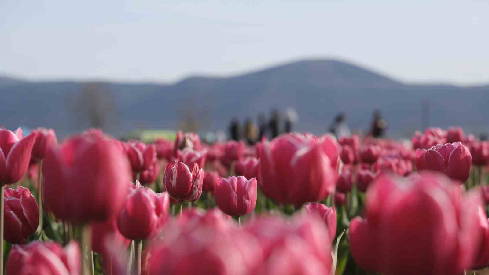 Türkiye’nin en büyük lale tarlasında ziyaretçi rekoru
