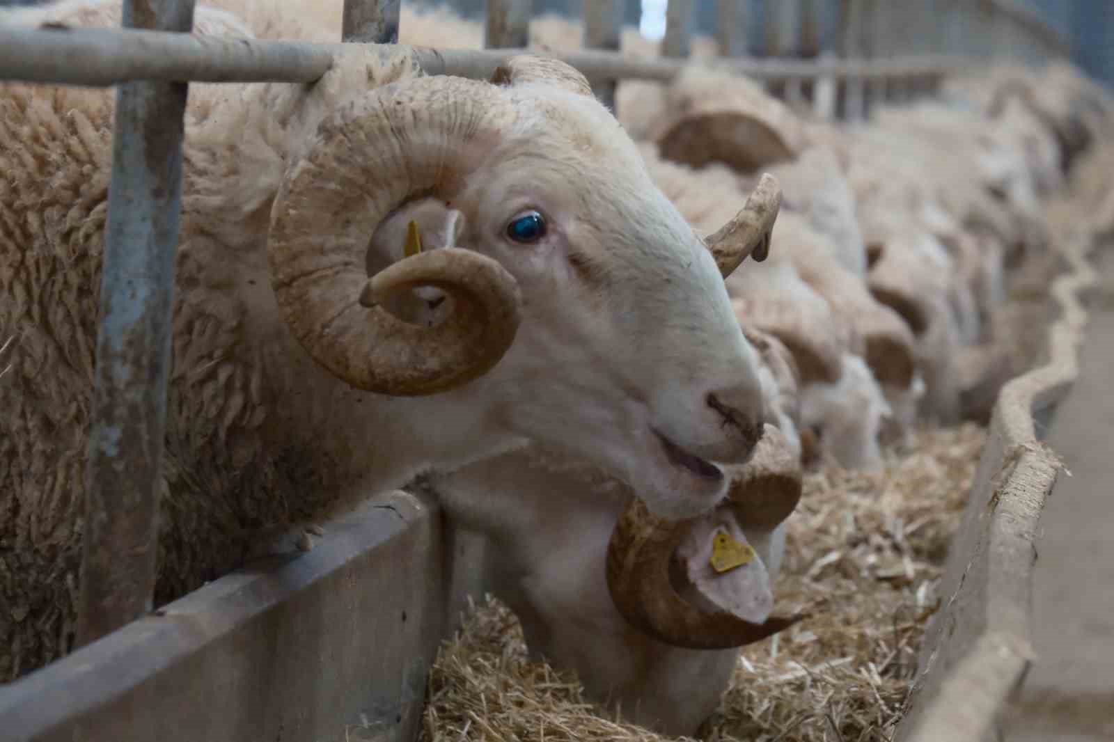 Türkiye’nin en değerli koçları rekor fiyatlara satılıyor
