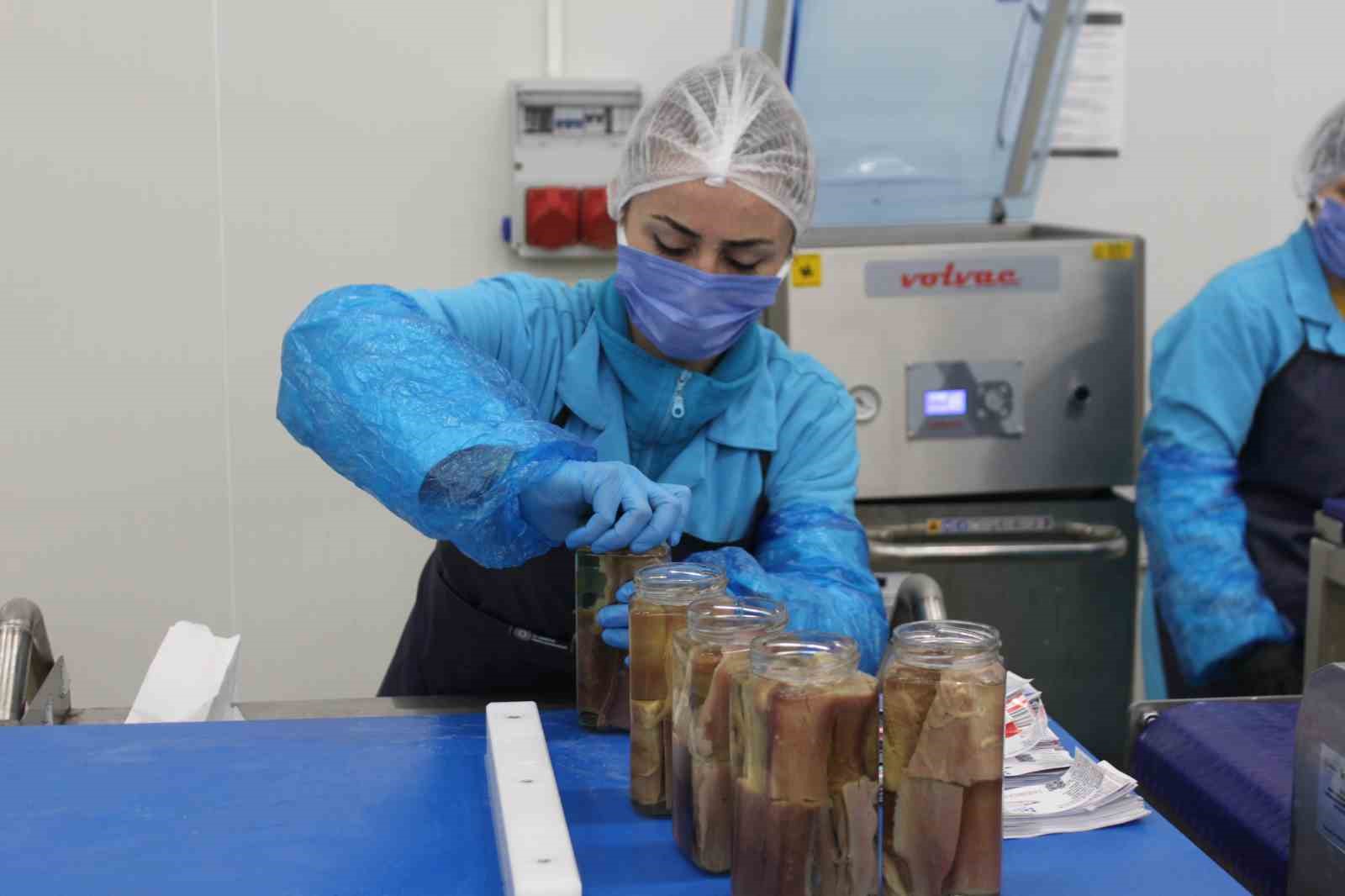 Türkiye’nin ilk coğrafi işaretli su ürünü olan Lakerda’nın üretimi başladı
Türkiye’nin ilk coğrafi işaretli su ürünü olan Lakerda’nın üretimi başladı