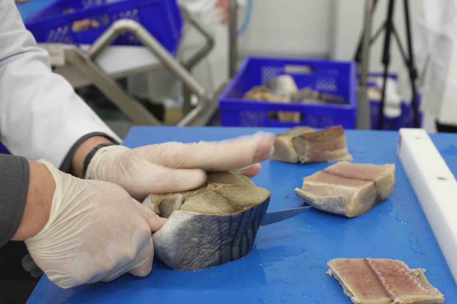 Türkiye’nin ilk coğrafi işaretli su ürünü olan Lakerda’nın üretimi başladı
Türkiye’nin ilk coğrafi işaretli su ürünü olan Lakerda’nın üretimi başladı