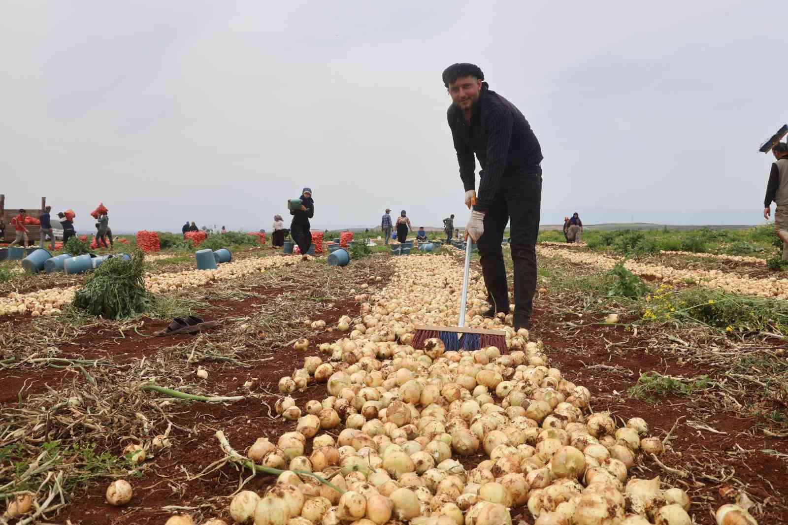 Türkiye’nin Suriye sınırında bereketli soğan hasadı
