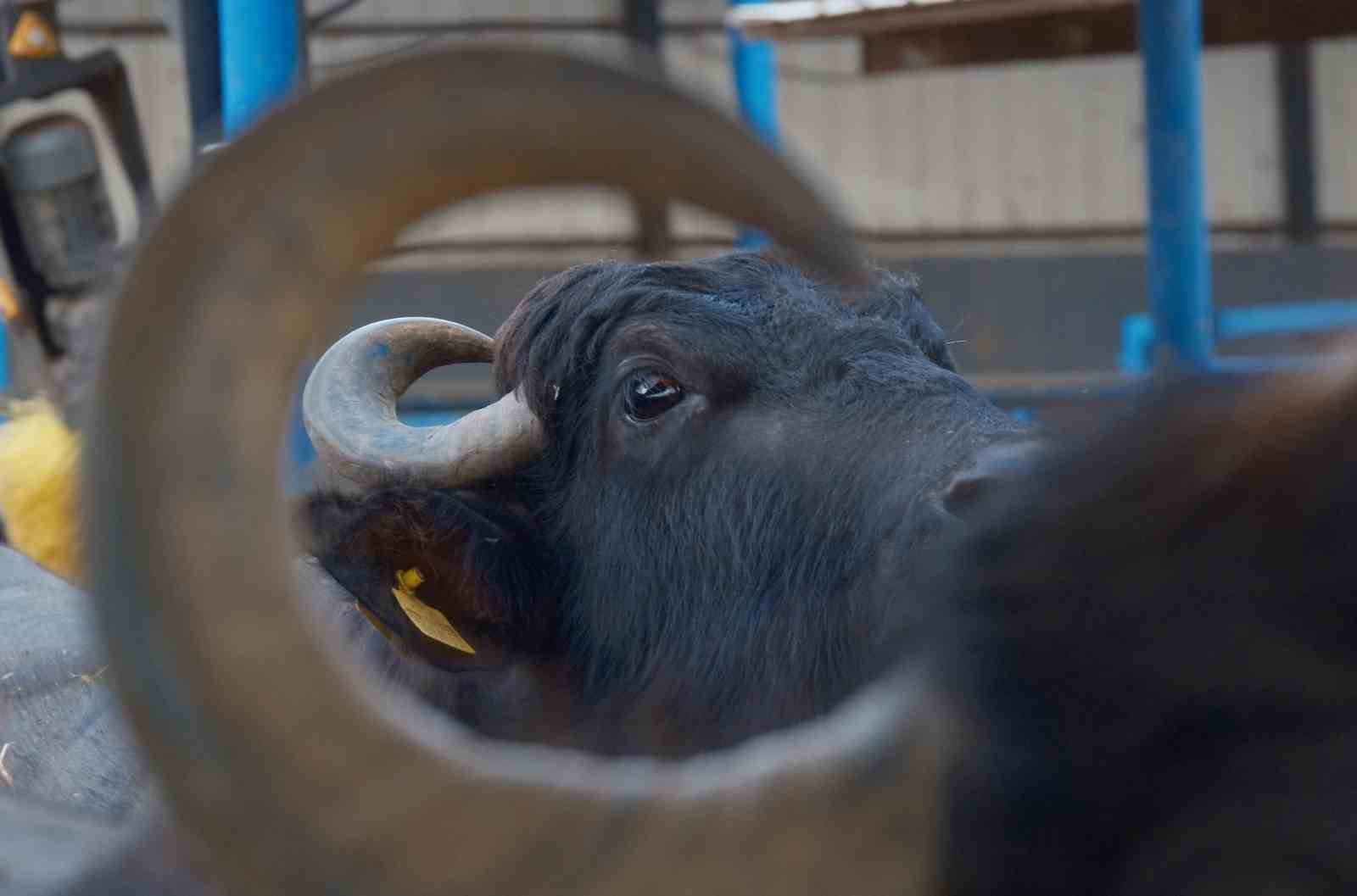 Türkiye’nin yeni manda ırkı Murana süt verimi ile dikkat çekiyor

