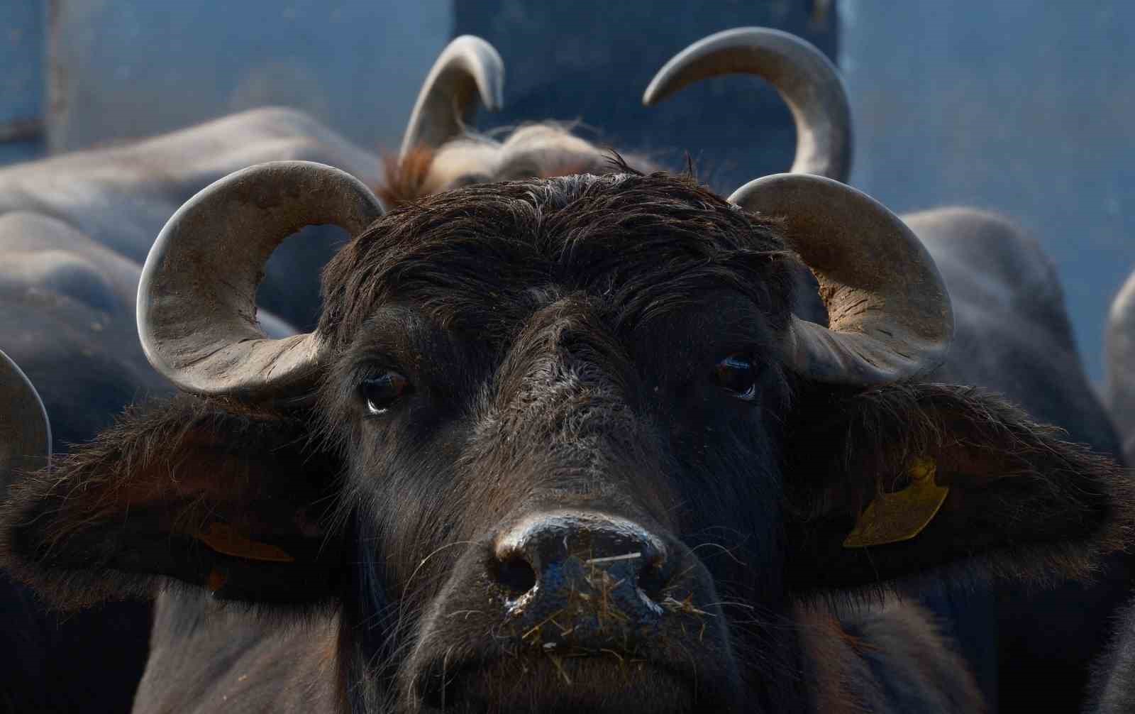 Türkiye’nin yeni manda ırkı Murana süt verimi ile dikkat çekiyor
