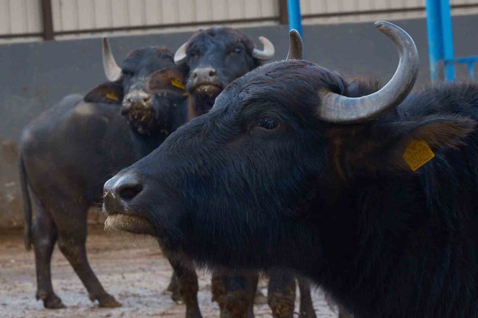 Türkiye’nin yeni manda ırkı Murana süt verimi ile dikkat çekiyor
