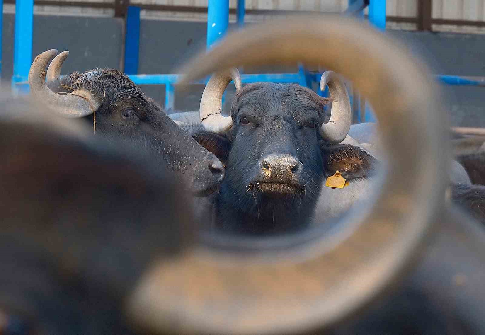 Türkiye’nin yeni manda ırkı Murana süt verimi ile dikkat çekiyor
