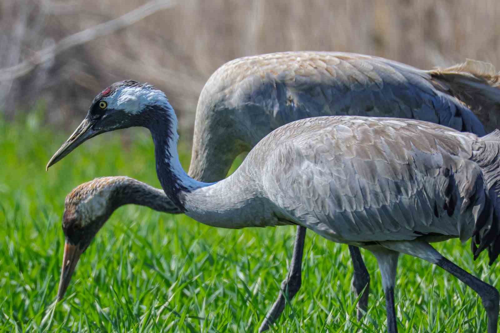 Türkülere konu olan turnalar objektiflere takıldı
