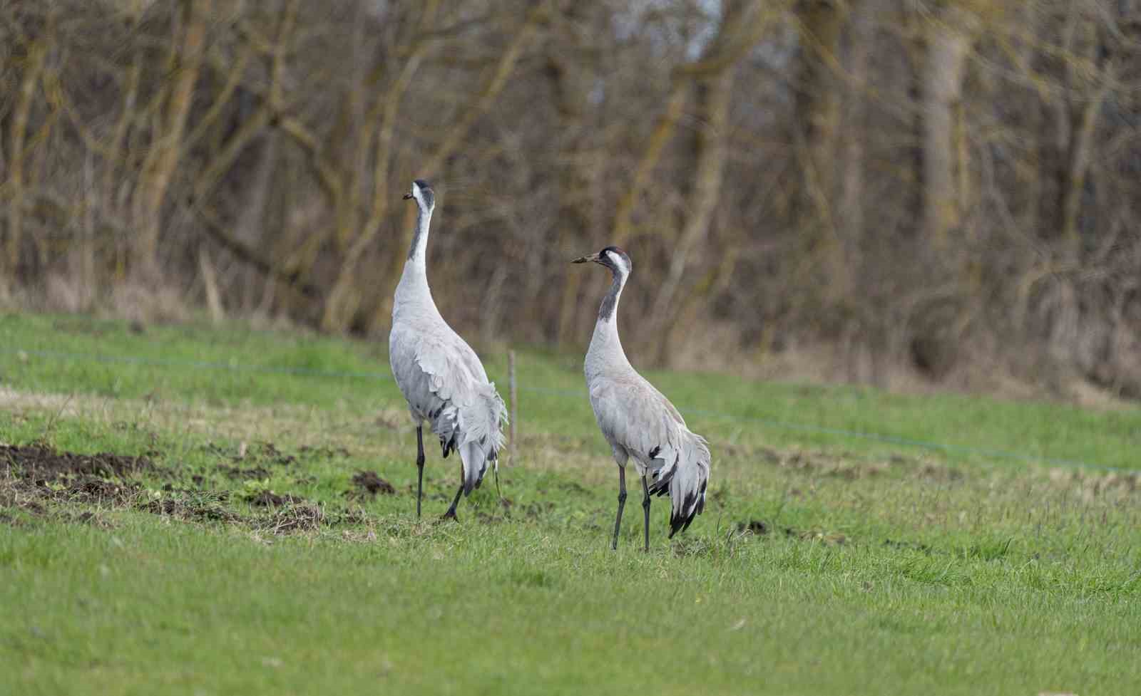 Turnaların izinde: 2026 izleme çalışmaları sürüyor
