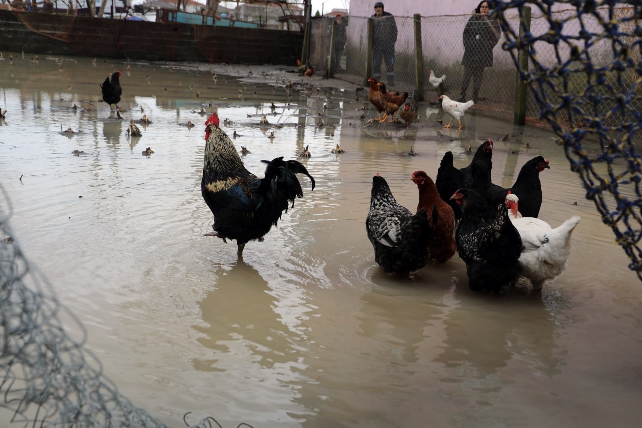 Üç günlük yağmur felakete döndü: Sakarya Karasu’da mahalle su altında kaldı
