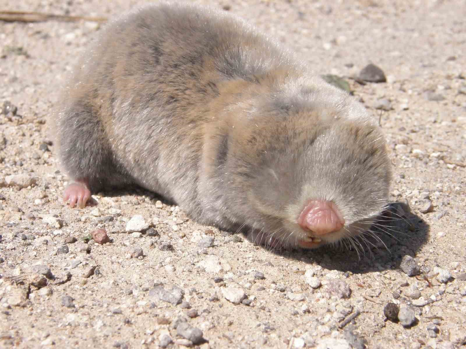 Üç yeni endemik fare türü keşfedildi
