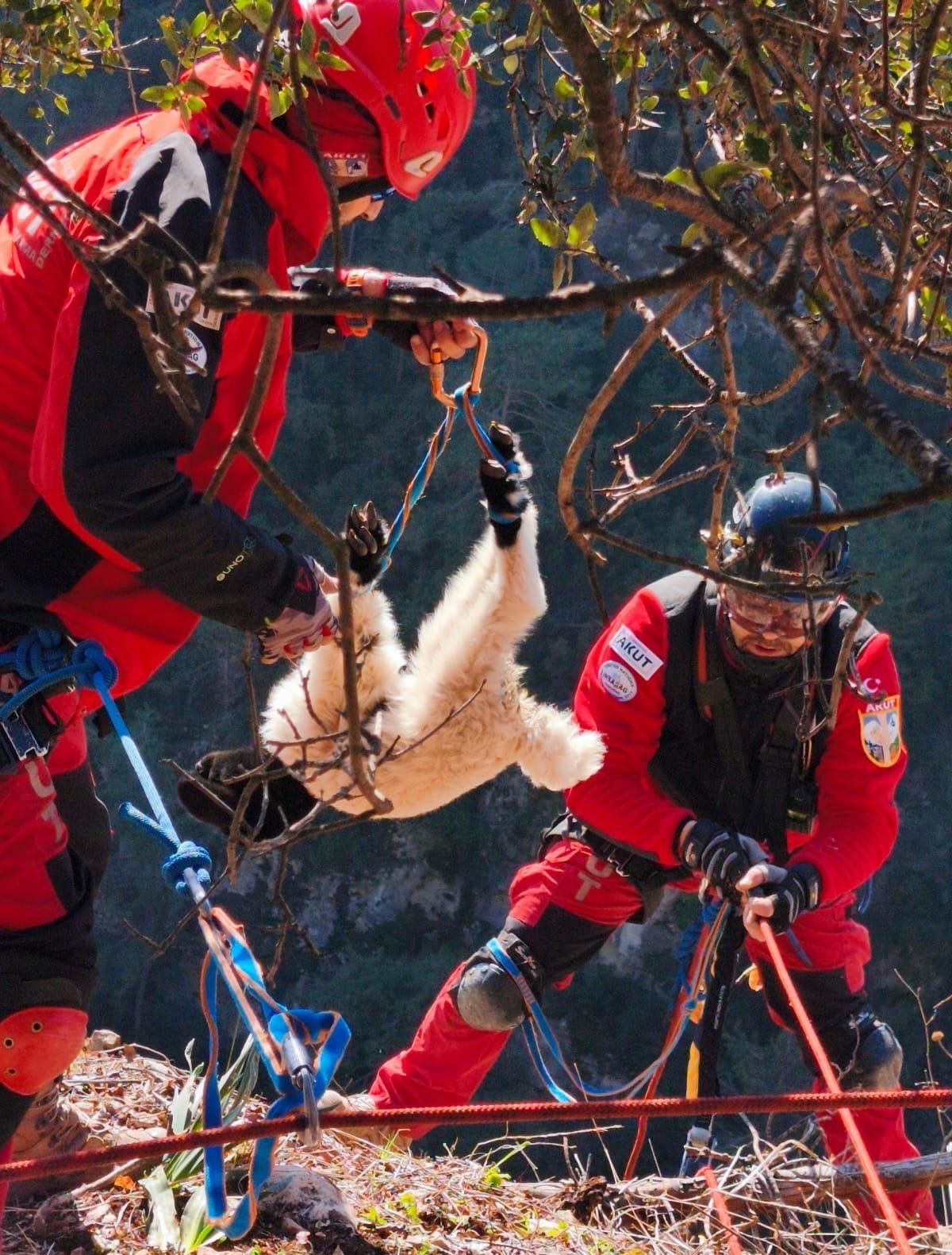 Uçurumdan düşen kuzuyu ekipler kurtardı
