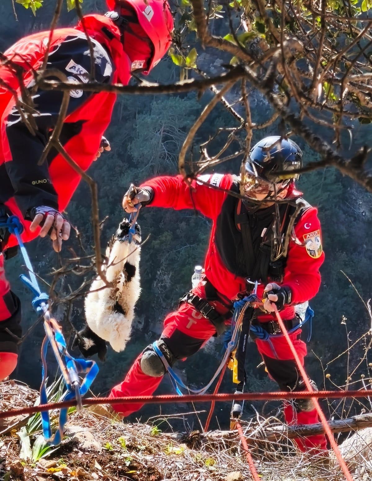 Uçurumdan düşen kuzuyu ekipler kurtardı
