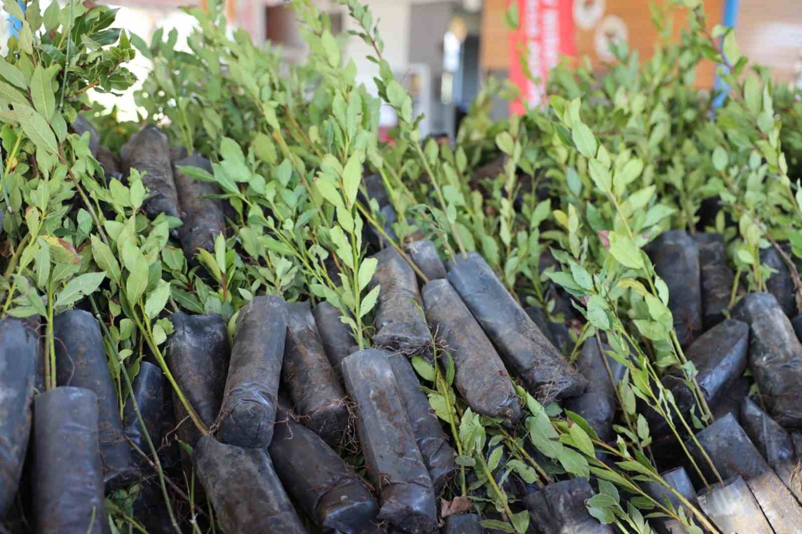 Ula’da üreticilere 38 bin defne fidanı dağıtıldı
