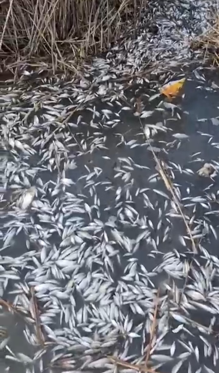 Uluabat Deresi’nde binlerce balık ölü bulundu
