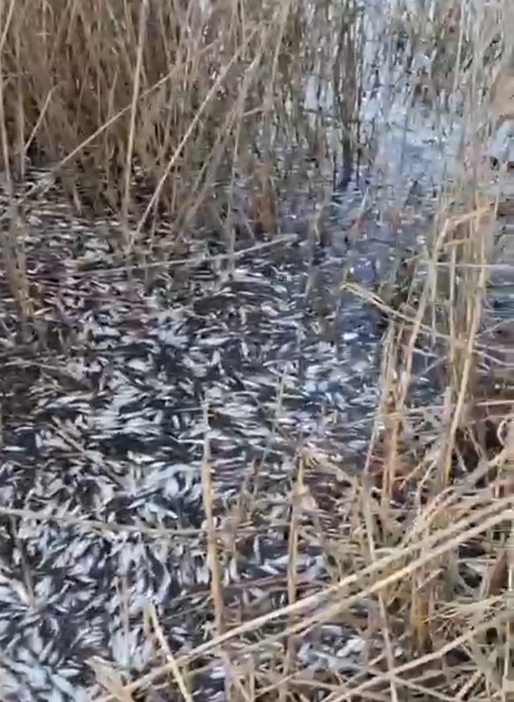 Uluabat Deresi’nde binlerce balık ölü bulundu

