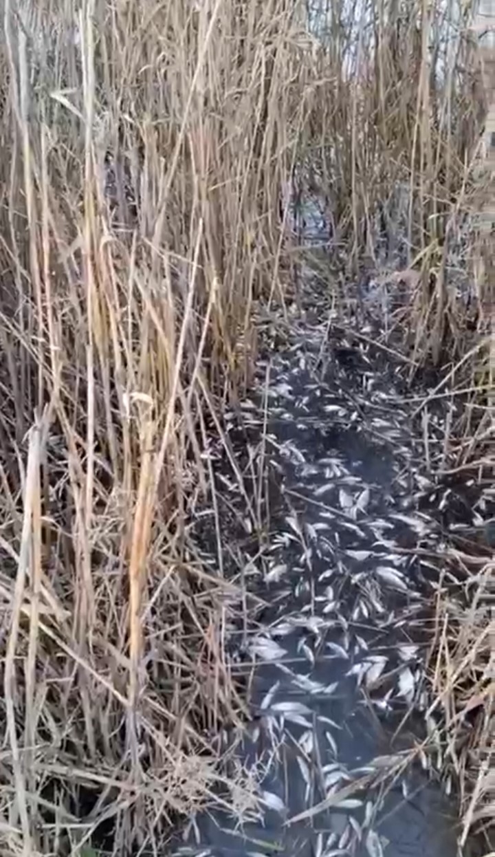 Uluabat Deresi’nde binlerce balık ölü bulundu
