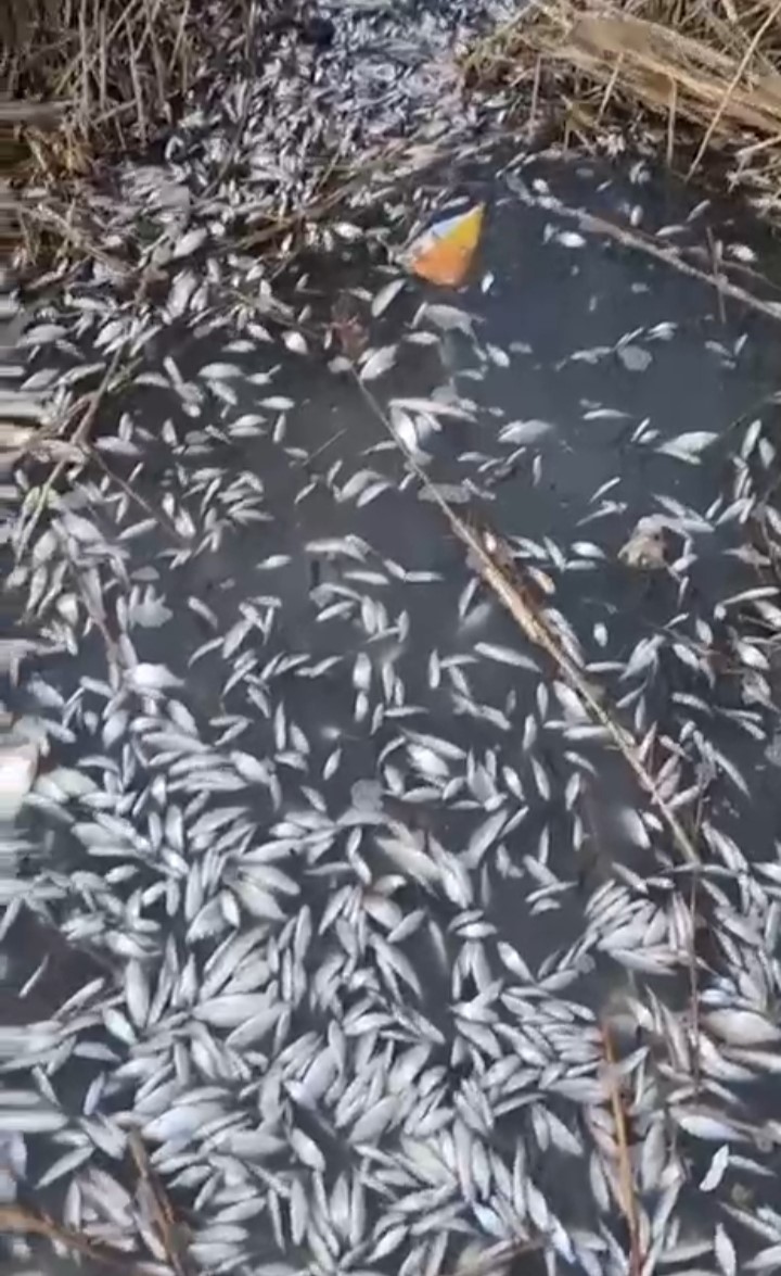 Uluabat Deresi’nde binlerce balık ölü bulundu
