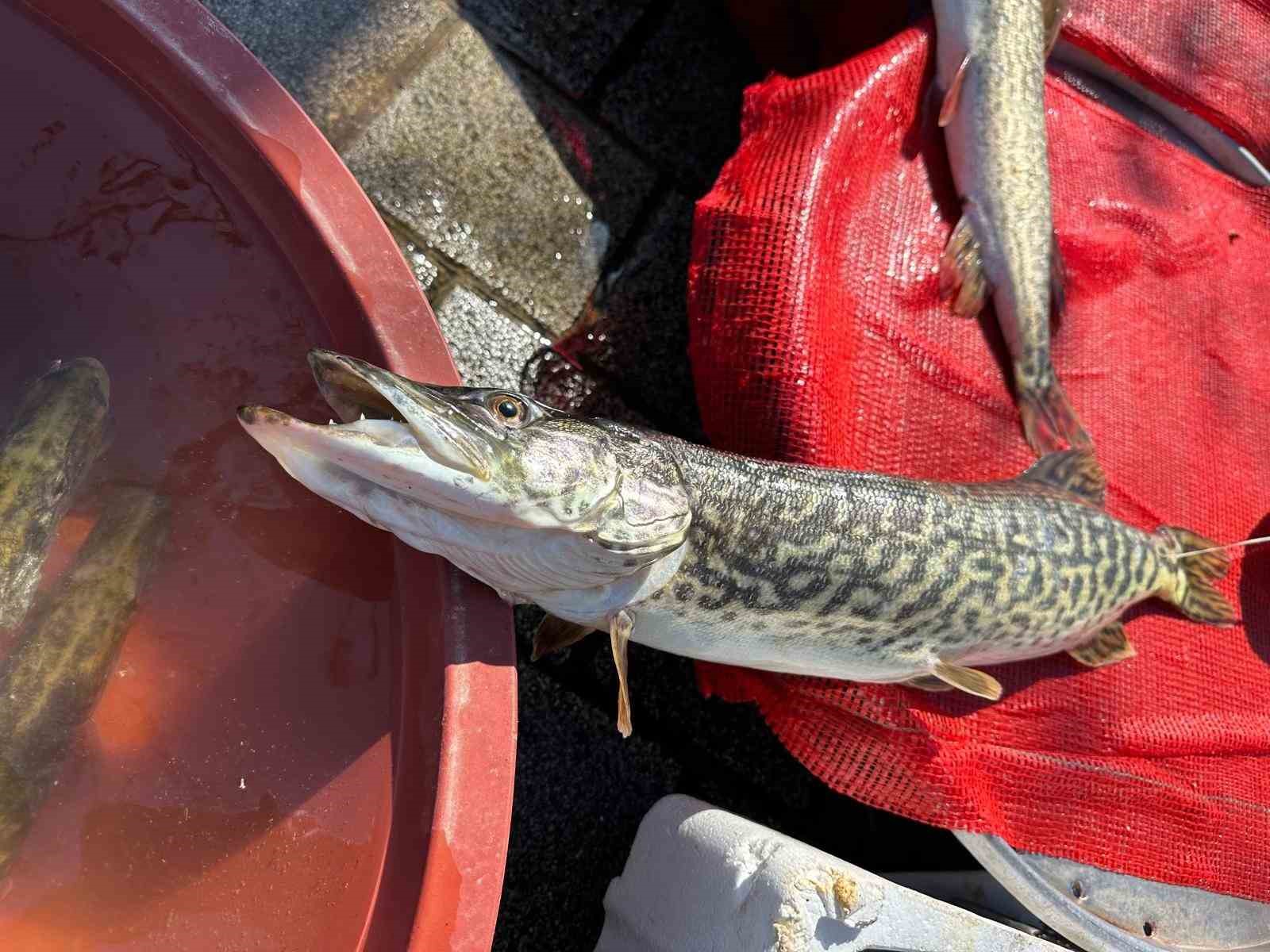Ulubat Gölü’nde su çok olunca yakalanamayan turna sezonu pahalı açıldı
Ulubat Gölü’nde su çok olunca yakalanamayan turna sezonu pahalı açıldı